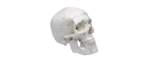 human-skeleton-bone-replicas-22-0803