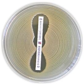 Plate with Liofilchem Antimicrobial Resistance Detection Strip