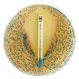 Plate with Liofilchem Antimicrobial Susceptibility Testing Strip