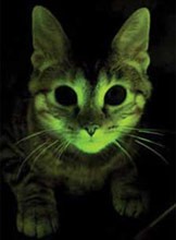 glowing-cat