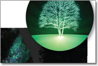 illuminated-tree