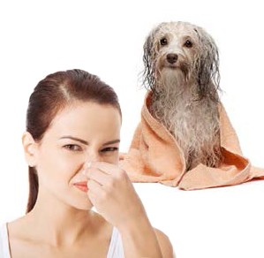 wet-dog-smell