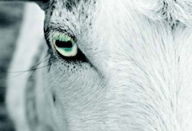 goat eyes