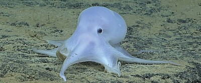octopus-0035
