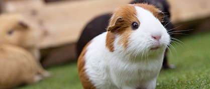 how-guinea-pigs-went-global-1761