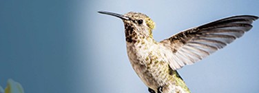 hummingbirds-1761