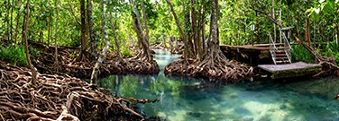 rising-seas-threaten-mangrove-forests-1761