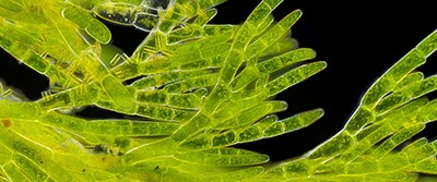 green-seaweed-algae-400-0375