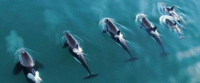 whales-migrate-400-0752