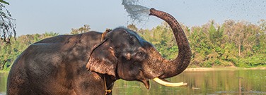 elephant-trunk-m-2220