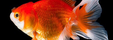goldfish-driving-0520