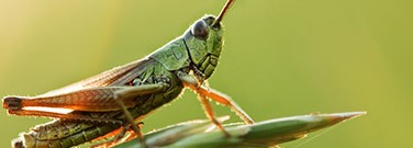 locusts-smell-0520