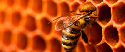 Bees and Wasps Use Geometry to Construct Their Nests
