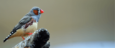 Can Robots Tutor Birds?