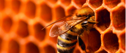 Bees and Wasps Use Geometry to Construct Their Nestsu