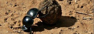 life-sciences-archive-dung-beetles-reach-stars-1761