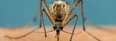protein-helps-mosquitoes-detect-human-sweat-arch-1761