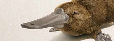 odd-platypus-0696