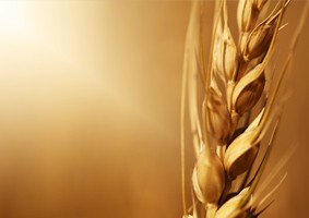 A Healthy Response to Unhealthy Food: Diagnostic Testing for Wheat-Related Disorders