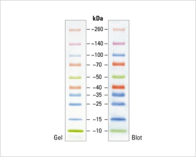 how-choose-right-protein-ladders-header-prestained-20-364-0064