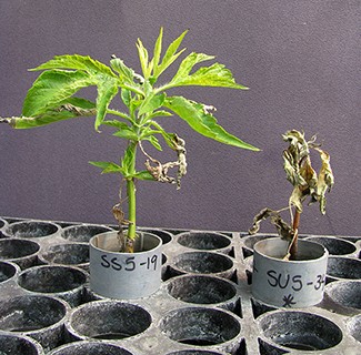 labreporter-plants