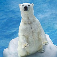 polar-bear-200x200-0103