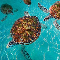 world-turtle-day-article-200x200-0103