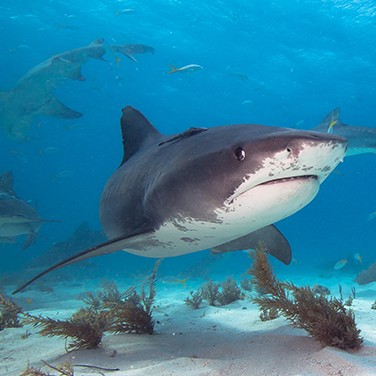 Sharks Disappearing in the Fight for Survival