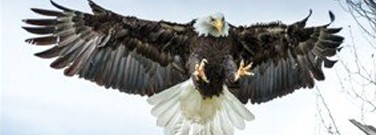 enviro-archive-bald-eagles-return-pennsylvania-1761