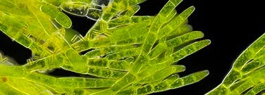 green-seaweed-fossils-date-1-billion-years-arch-1761