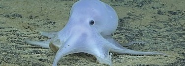 enviro-archive-newly-discovered-octopus-imperiled-1761