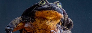 a-bolivian-frog-makes-comeback-arch-1761