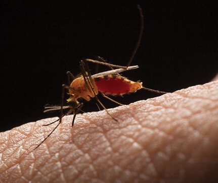 Zika-protein-identification-aids-zika-virus-battle-ar