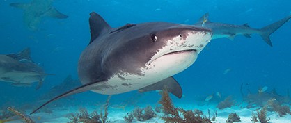 online-shark-week-418-1407